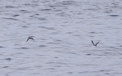 Synthliboramphus craveri