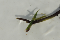 Pentidotea kirchanskii