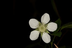 Rubus rosifolius