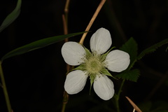 Rubus rosifolius