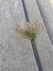 Wahlenbergia marginata