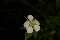Rubus rosifolius