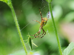 Argiope picta