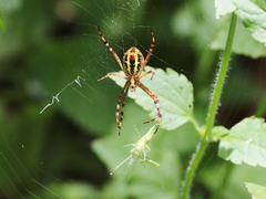 Argiope picta