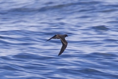 Hydrobates microsoma