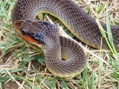 Crotaphopeltis hotamboeia