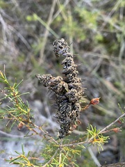 Lipotriches flavoviridis
