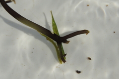 Pentidotea kirchanskii