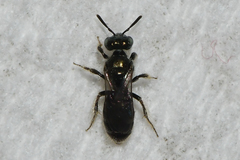 Perdita boltoniae
