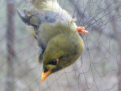 Manorina melanophrys