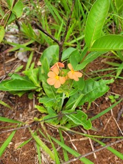 Crossandra greenstockii
