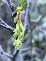 Dirca occidentalis