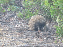 Tachyglossus aculeatus multiaculeatus
