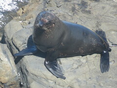 Arctocephalus