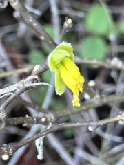 Dirca occidentalis