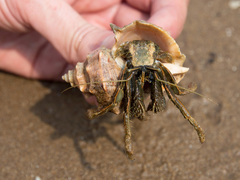 Clibanarius infraspinatus