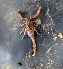 Pseudouroctonus reddelli