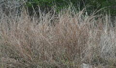 Schizachyrium