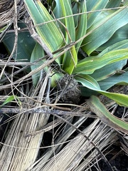Chlorogalum pomeridianum