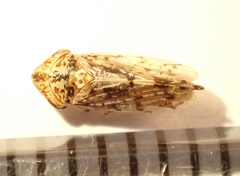 Novothymbris