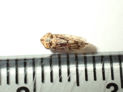 Novothymbris