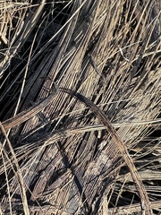 Chlorogalum pomeridianum