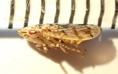 Novothymbris