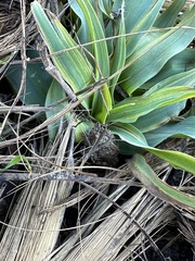 Chlorogalum pomeridianum