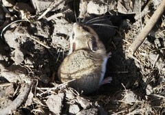 Peromyscus gambelii