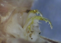 Pseudopolydesmus erasus