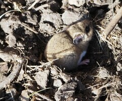 Peromyscus gambelii