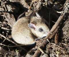 Peromyscus gambelii
