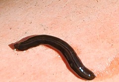 Kontikia ventrolineata