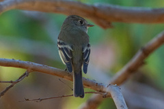 Empidonax hammondii