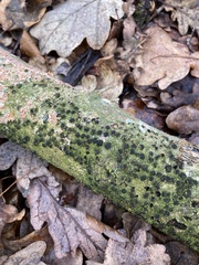 Diatrype disciformis