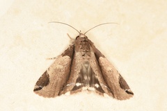 Ercheia cyllaria