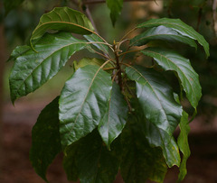 Elaeocarpus grahamii