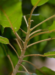 Elaeocarpus grahamii