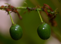 Elaeocarpus grahamii