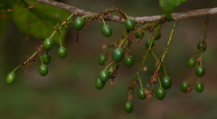 Elaeocarpus grahamii