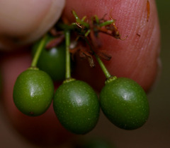 Elaeocarpus grahamii