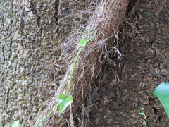 Aristolochia triangularis