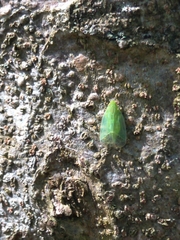 Kallitaxila granulata