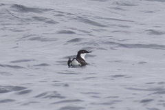 Synthliboramphus craveri