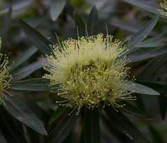 Xanthostemon verticillatus