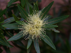 Xanthostemon verticillatus