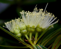 Xanthostemon verticillatus