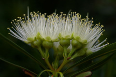 Xanthostemon verticillatus