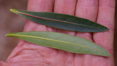 Xanthostemon verticillatus