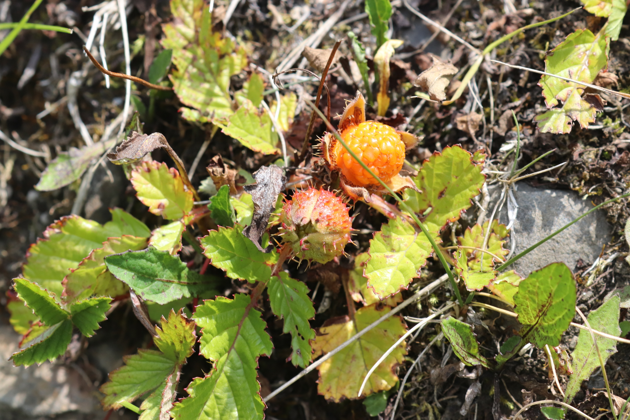 Rubus xanthocarpus